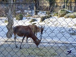 Tiergarten Schönbrunn am 27.01.2026
